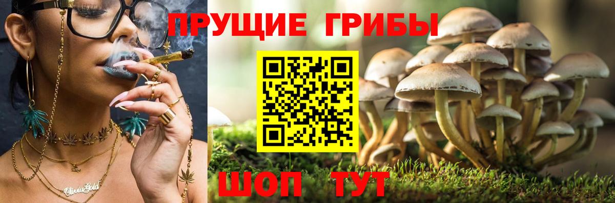 Нальчик  Псилоцибиновые грибы прущие грибы  продажа наркотиков  Вход с VPN 